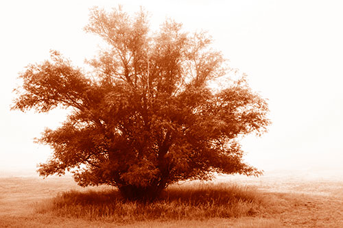 Lone Tree Standing Among Fog (Orange Shade)