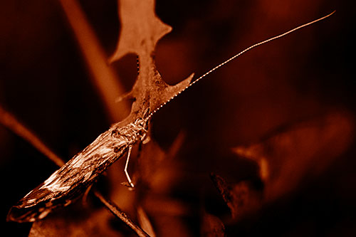 Long Antenna Leaf Blotch Miner Moth Sitting Atop Plant (Orange Shade Photo)