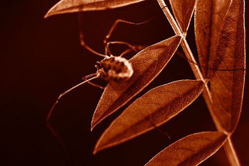 Long Legged Harvestmen Spider Clinging Onto Leaf Petal (Orange Shade Photo)