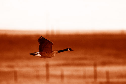 Low Flying Canadian Goose (Orange Shade Photo)