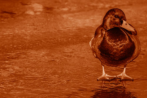 Mallard Duck Enjoying Sunshine Among Icy River Water (Orange Shade Photo)