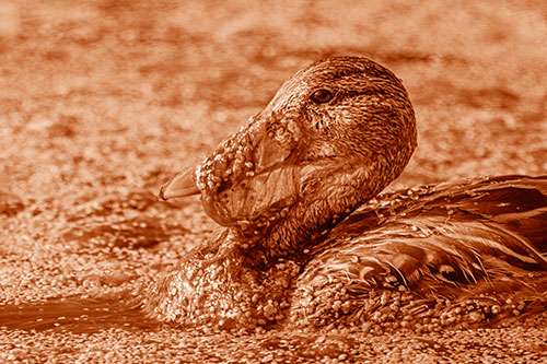 Mallard Duck Entangled In Algae (Orange Shade)