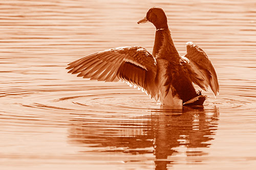 Mallard Duck Flaps Illuminated Wings Among Lake (Orange Shade)