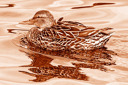 Mallard Duck Floats Among Swirling Water (Orange Shade)
