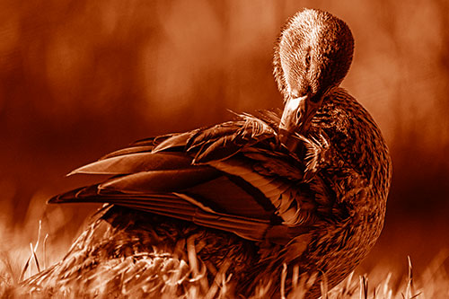 Mallard Duck Grooming Feathered Back (Orange Shade Photo)
