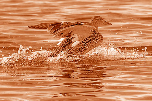 Mallard Duck Makes Splash Landing Atop Lake (Orange Shade)