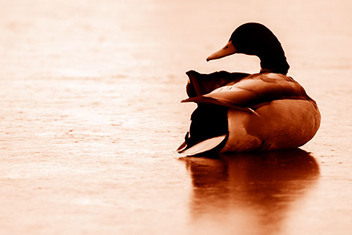 Mallard Duck Resting Atop Ice Frozen Lake (Orange Shade Photo)