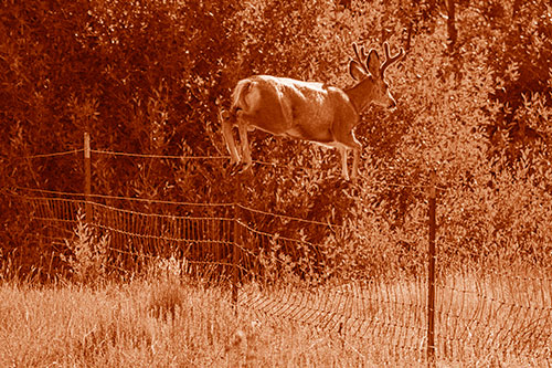 Midair Soaring Mule Deer Flying Over Fence (Orange Shade)