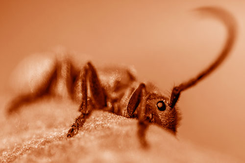 Milkweed Beetle Hiding Behind Leaf Petal (Orange Shade)