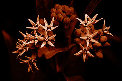 Milkweed Flower Buds Blossoming (Orange Shade Photo)