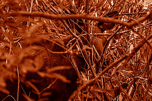 Moose Hidden Behind Tree Branches (Orange Shade Photo)