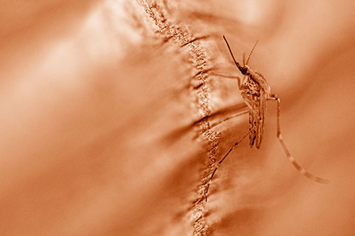 Mosquito Stretches Leg Among Wood (Orange Shade)