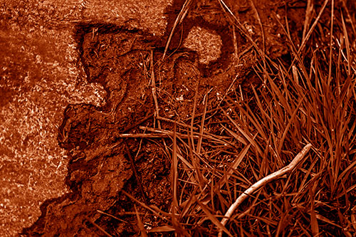 Mud Face Creeping Along Rock Edge (Orange Shade Photo)