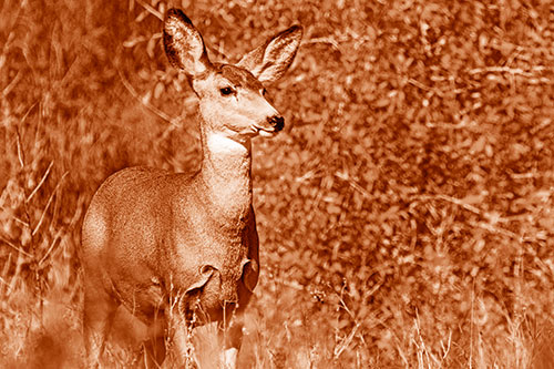 Mule Deer Gazes Across Landscape Horizon (Orange Shade)