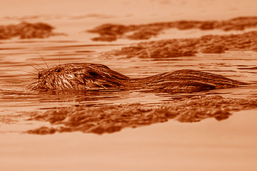 Muskrat Swimming Among Floating Algae (Orange Shade)