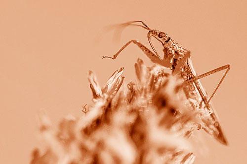 Nabis Lineatus Crawling Atop Plantago (Orange Shade)