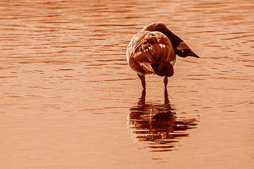 Neck Contorting Canadian Goose Grooming Among Shallow Water (Orange Shade)
