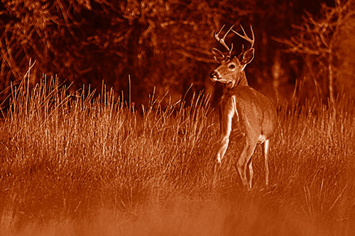 Neck Twisting White Tailed Deer Glancing Back Among Grass (Orange Shade)