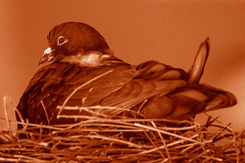 Nesting Pigeon Keeping Watch (Orange Shade Photo)