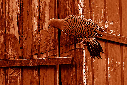 Northern Flicker Woodpecker Climbing Across Birdhouse (Orange Shade Photo)
