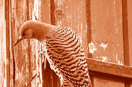 Northern Flicker Woodpecker Peeking Around Birdhouse (Orange Shade Photo)