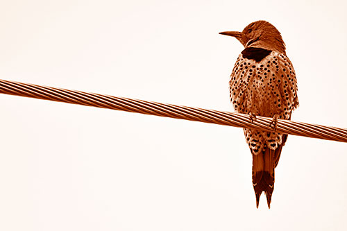 Northern Flicker Woodpecker Perched Atop Steel Wire (Orange Shade)