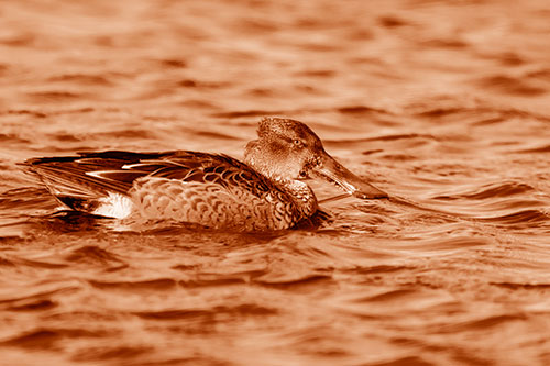 Northern Shoveler Duck Enjoying Lake Swim (Orange Shade Photo)