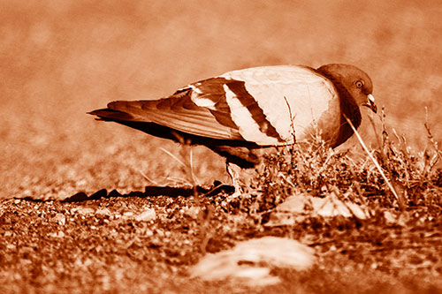 Observant Pigeon Scouring Among Dead Plants (Orange Shade)