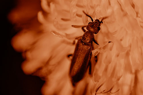 Oedemera Beetle Feasting Among Dandelion (Orange Shade)
