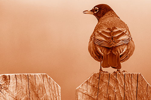 Open Mouthed American Robin Looking Sideways Atop Wooden Fence (Orange Shade Photo)