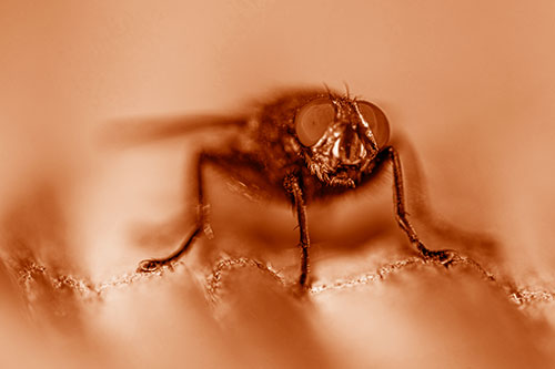 Open Mouthed Cluster Fly Shocked With Fear (Orange Shade)