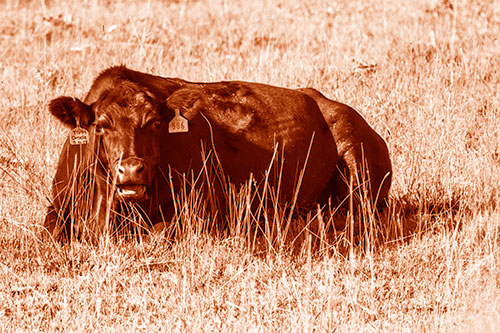 Open Mouthed Cow Resting On Grass (Orange Shade Photo)