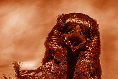 Open Mouthed Crow Screaming Among Wind (Orange Shade Photo)