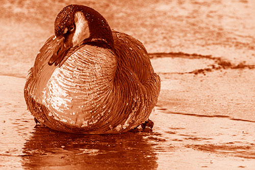 Open Mouthed Goose Laying Atop Ice Frozen River (Orange Shade)