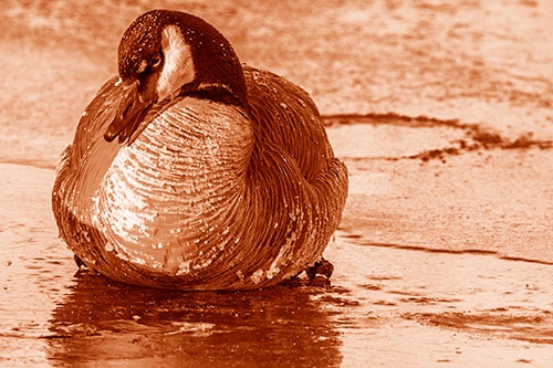 Open Mouthed Goose Laying Atop Ice Frozen River (Orange Shade Photo)
