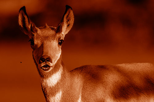 Open Mouthed Pronghorn Gazes In Shock (Orange Shade Photo)