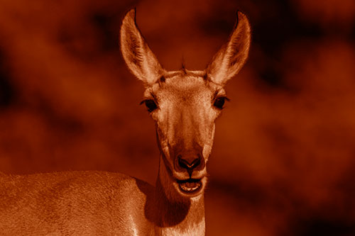 Open Mouthed Pronghorn Spots Intruder (Orange Shade Photo)