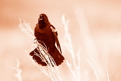 Open Mouthed Red Winged Blackbird Chirping Aggressively (Orange Shade Photo)