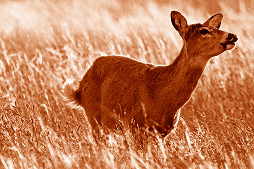 Open Mouthed White Tailed Deer Among Wheatgrass (Orange Shade Photo)
