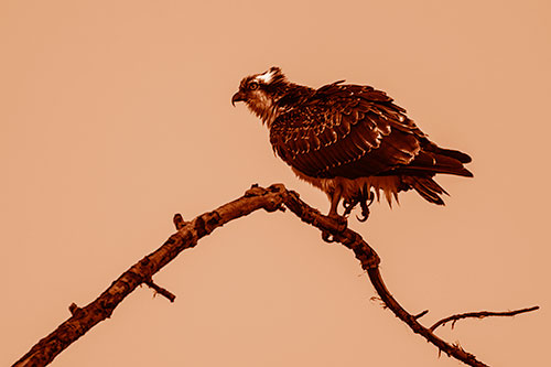 Osprey Hawk Balancing Among Bending Tree Branch (Orange Shade)