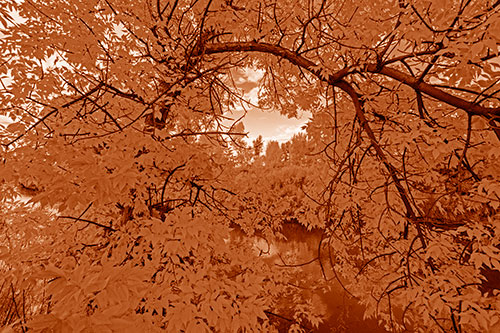 Overlooking River Through Bending Leaf Covered Autumn Tree Branch (Orange Shade)