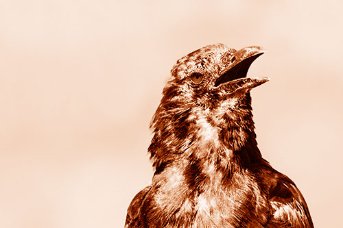 Panting Open Mouthed Crow Cooling Down Among Heat (Orange Shade)