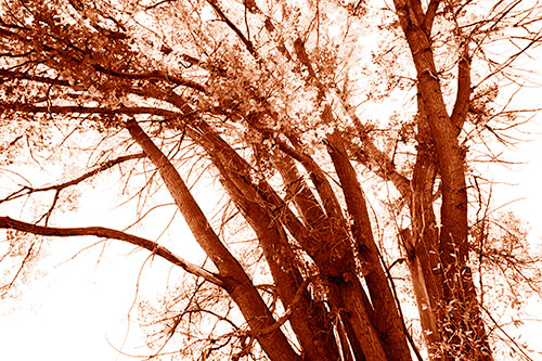Partially Dead Fall Tree Trunks (Orange Shade Photo)