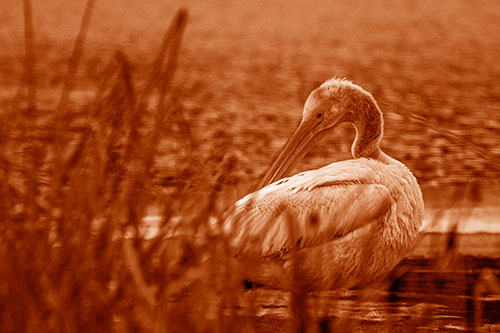 Pelican Grooming Beyond Water Reed Grass (Orange Shade Photo)