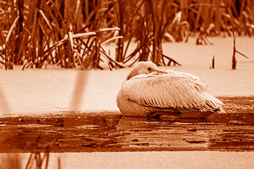 Pelican Resting Atop Ice Frozen Lake (Orange Shade Photo)