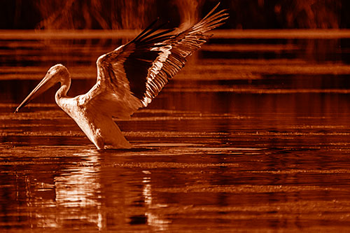 Pelican Takes Flight Off Lake Water (Orange Shade Photo)