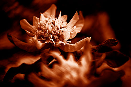 Peony Flower In Motion (Orange Shade Photo)