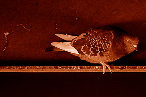 Pigeon Crouching On Steel Beam (Orange Shade Photo)