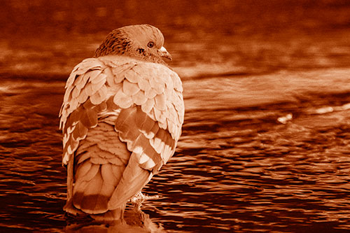 Pigeon Glancing Backwards Among River Water (Orange Shade Photo)
