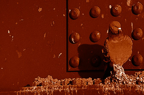 Pigeon Keeping Watch Among Dirty Bridge Steel (Orange Shade)